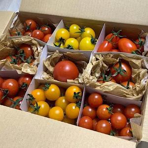 イスラエル・ヨーロッパ・日本の中玉・ミニトマト8種★合計約1.2kgバラ詰