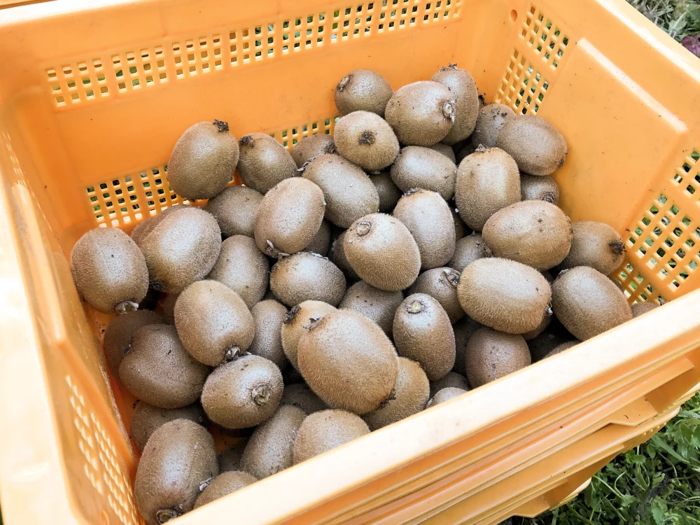 山梨県産ゴールド系キウイフルーツ（東京ゴールド）約1.8〜1.85kg