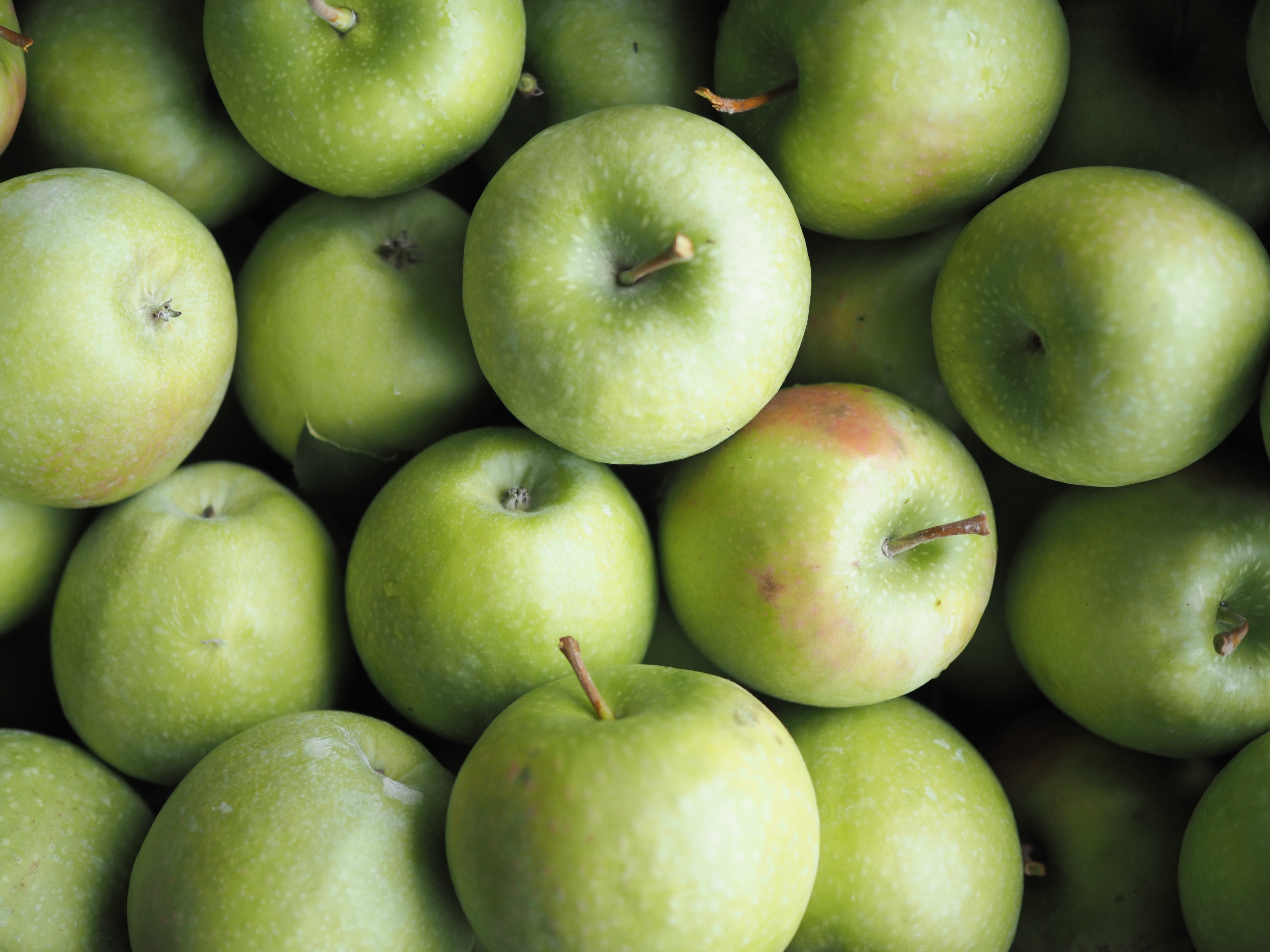 [グラニースミス]酸味の効いたあおりんご/ネオニコ系不使用/特別栽培 ①おためし1Kg