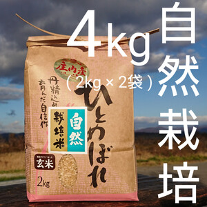 お米の旨味たっぷり自然栽培30年産「ひとめぼれ玄米」４kg