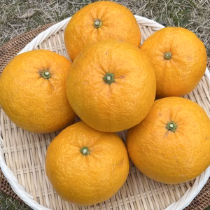 新鮮 甘夏 受注後に収穫！ 4kg (9-12個程度) 【栽培期間中農薬不使用】