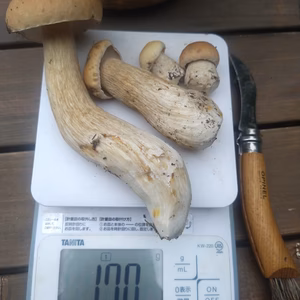 ◆ニセコ産◆天然生ポルチーニ　きのこ