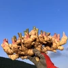 高知 土佐四万十黄生姜【栽培時農薬・化学肥料不使用】