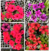 日々草人気品種【タトゥー】花色も選べる5苗より【ミックス販売もあります】
