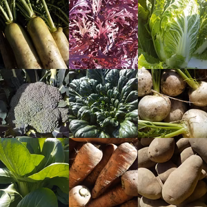 朝採り！無農薬無化学肥料 信州伊那谷★旬の野菜セット  11/26発送