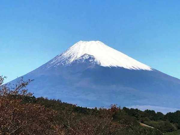 2023年採蜜した非加熱のはちみつ 500ｇ瓶詰めタイプ｜蜂蜜の商品詳細