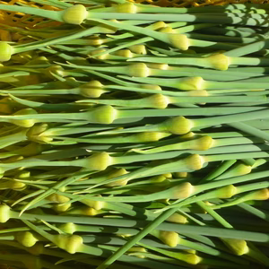 ニンニクの芽＊500ｇ～農薬／化学肥料・不使用～