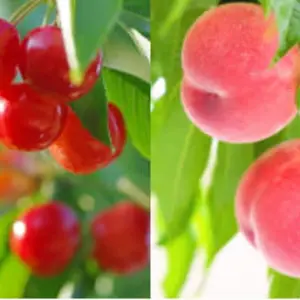山梨の桃　さくらんぼ＆桃　詰め合わせセット　