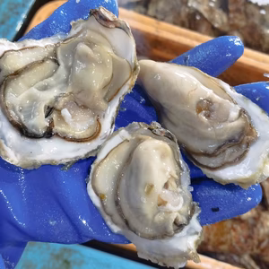 数量限定　身入りの良い一口牡蠣　生食用　10/4発送　5kg5０個位