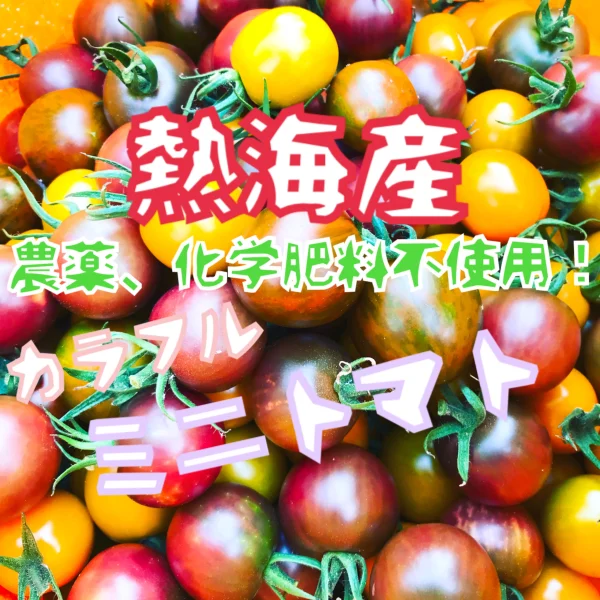 豊作感謝祭！（クール便用）【熱海産♨農薬不使用】カラフルミニトマト 約1㎏