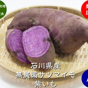 無農薬 サツマイモ 紫いも 訳あり 1kg