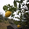 送料込み。レモン。農薬・除草剤・化学肥料不使用。