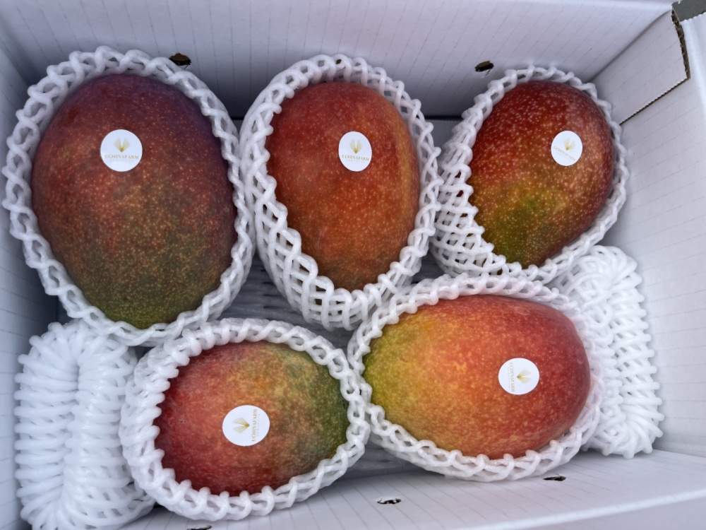 沖縄県産 〈完熟マンゴー〉2Kg(4玉前後)クール便発送！ご家庭用