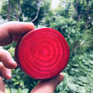 生でもおいしい旬のビーツ