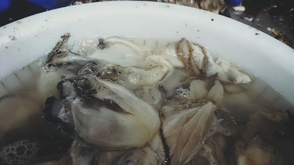 12670576_885081634922377_366681654694760251_n