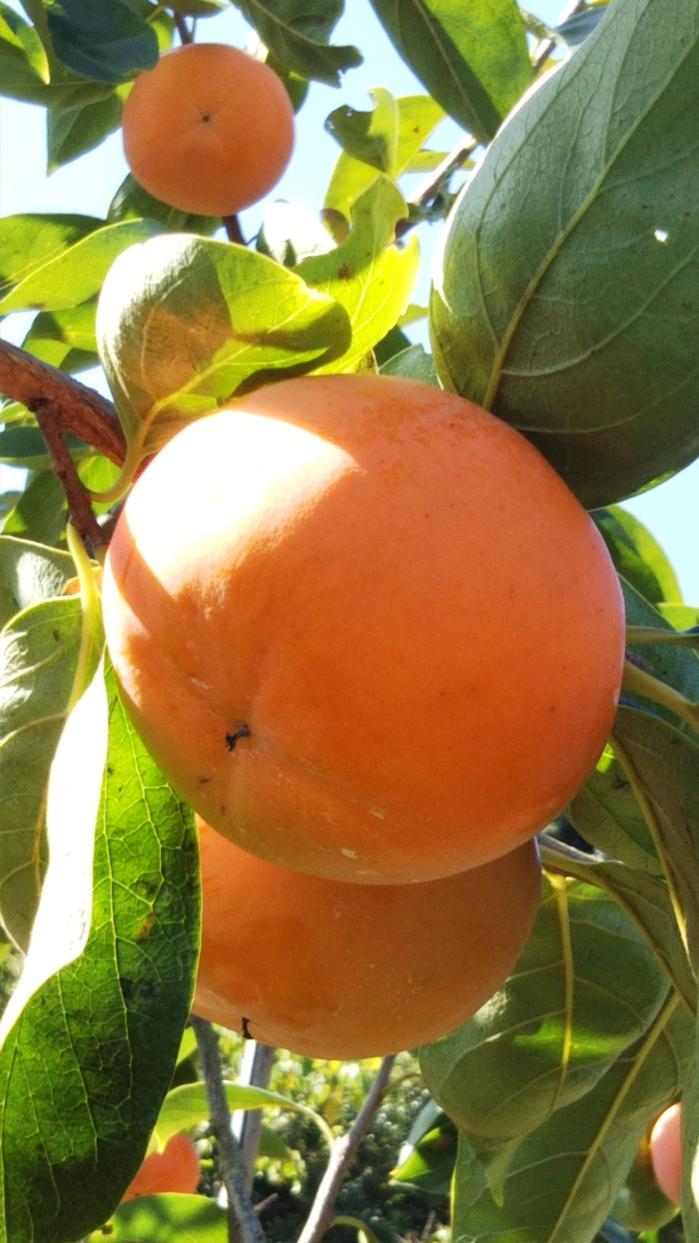 和歌山県産　美濃農園の富有柿（訳あり果）12個（L~３Lサイズ）3.5kg