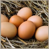 【北海道平飼い自然卵】純国産鶏もみじ40個入り（36個＋破卵補償分4個含む）