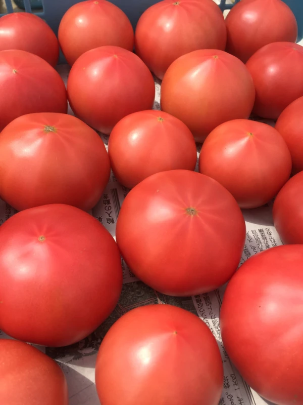 完熟もぎ、ごほうびトマト2キロ！