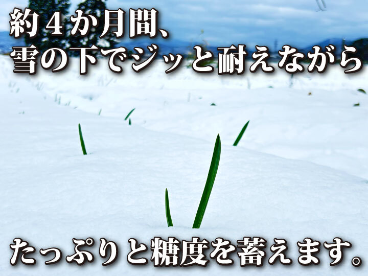 青森県産　ネマガリダケ　令和6年産 令和6年産 新米 青森県産 はれわたり 青森米 選べる 精米 玄米