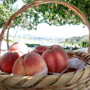 【山梨生まれ激レア品種 夢桃香】本場山梨の品種指定キャンペーンお試し約1㎏