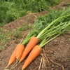 【冷蔵便】初夏の美味しい葉付き人参