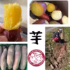 【予約特価♡11月8日～順次発送】☆5キロ☆さつまいも好き農家の「紅はるか」 