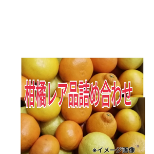 2月から食べる柑橘❢第3弾！オマケ付❢6種春爛漫よくばりセット