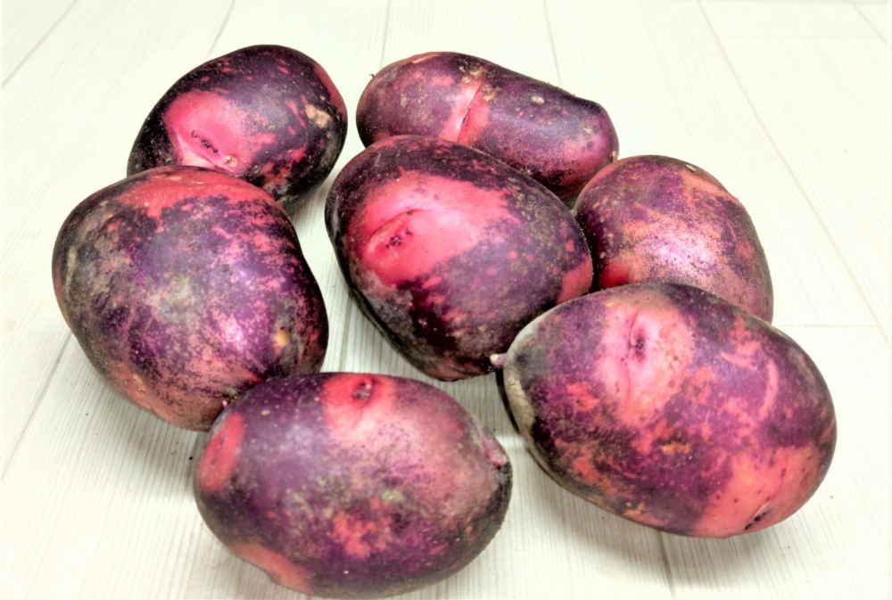 ぽ*ん様 グランドペチカ　デストロイヤー　じゃがいも　８キロ　種芋 ぽ*ん様 グランドペチカデストロイヤーじゃがいも8キロ種芋