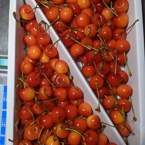 さくらんぼ紅秀峰Mサイズ700g