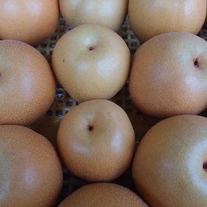 「豊水梨」約3kg～瑞々しくて爽やかな甘味でシャリっと食感です！ジューシーです。