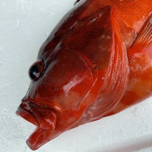 【魚突き】動画あり　アカハタ1.4kg 鱗、内臓処理
