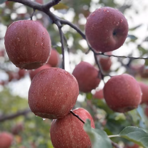 「訳あり」りんごの王道品種ふじ