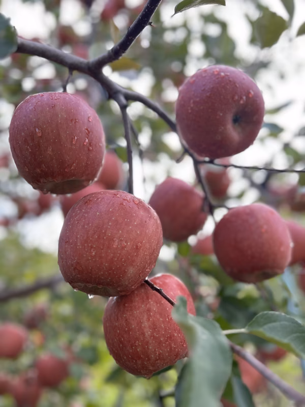 「訳あり」りんごの王道品種ふじ