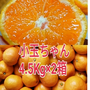 味の特選!お家用小玉【樹上完熟】大ちゃん農園のこだわり有田みかん
