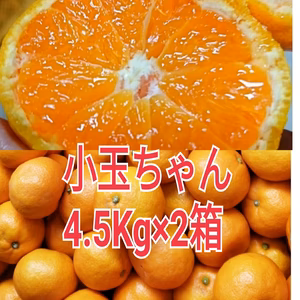 味の特選!お家用小玉【樹上完熟】大ちゃん農園のこだわり有田みかん