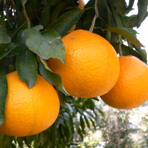 (和歌山県産)清見オレンジサイズ混合