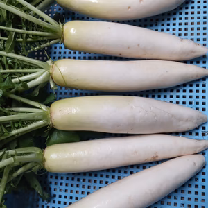 ミニ大根6キロ　B品