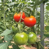 【常温便】濃味(こいあじ)フルーツトマト　美味しい完熟ミディトマトはギフトにも！