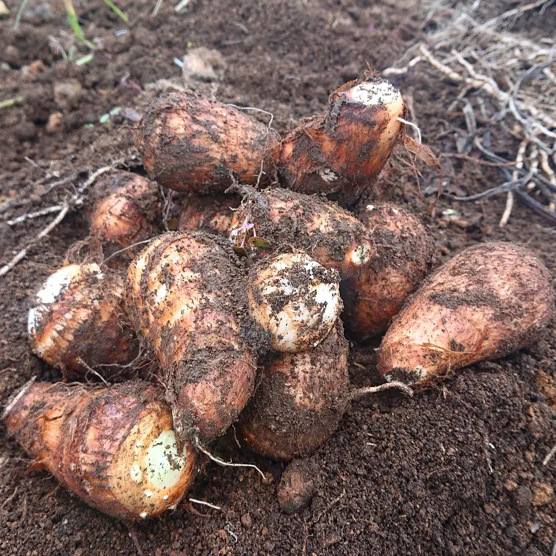 里芋の通販・お取り寄せ商品｜野菜｜ポケットマルシェ｜産地直送で旬の