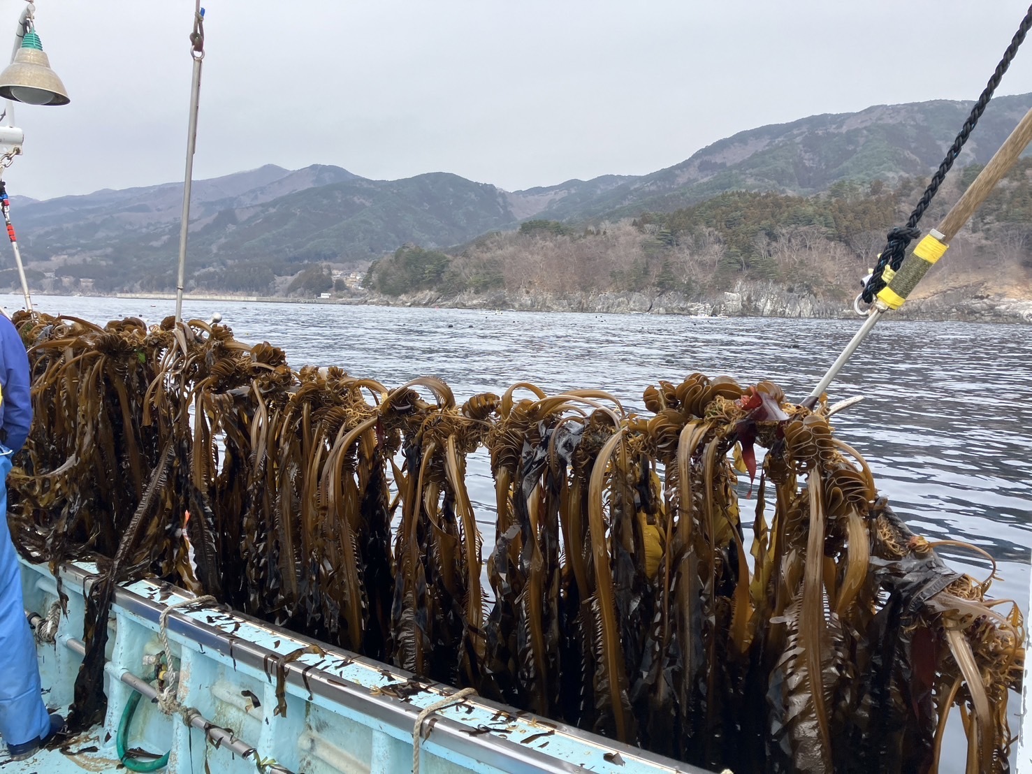 めかぶの通販・お取り寄せ商品｜魚介類｜ポケットマルシェ｜産地直送で