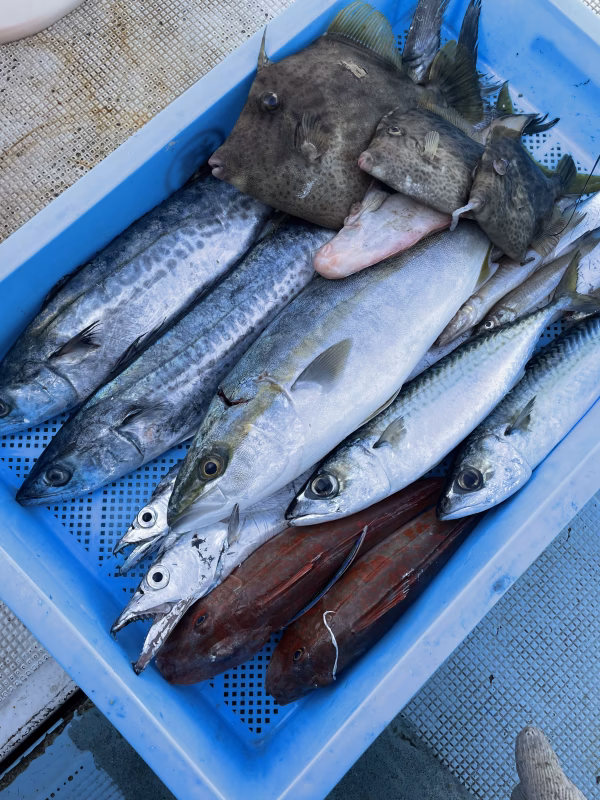 ⭐︎大阪湾　新鮮すぎる海鮮詰め合わせセット⭐︎