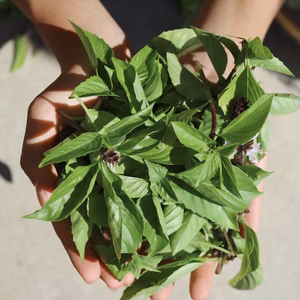 【田万里屋】自然栽培　バジル　２種類セット　【無肥料・無農薬】