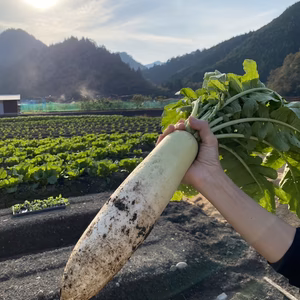 【秋大根のお届けに参りました。】兵庫県香美町産「秋大根」