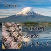 熨斗対応可 沼津産 アジひもの 8枚（2尾入り×4袋）