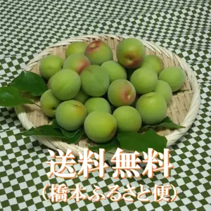 青梅　南高梅　２Lサイズ　(梅酒など)　谷奥深産