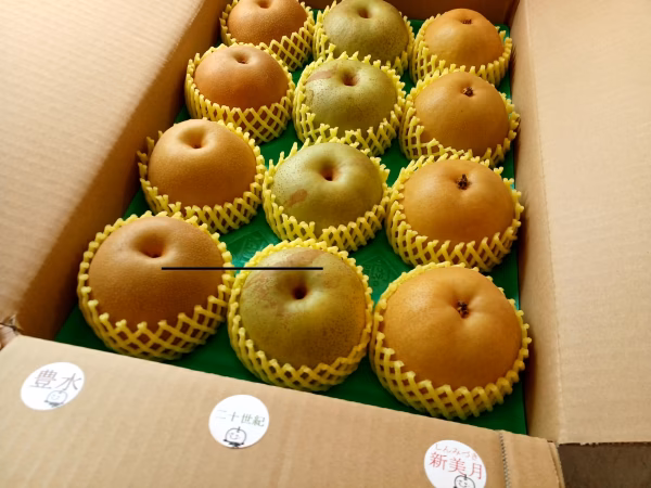 ポケ専 １１箱限定　BSHN-5(12)　自家用　5Kg３種類盛り