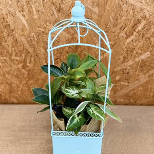 【ギフト】幸せを運ぶ観葉植物　ガゼボ