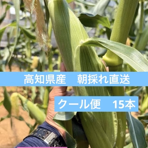 高知県産　朝採れ直送とうもろこし15本　