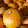 【農薬・化学肥料・除草剤不使用！】柑橘王国愛媛県自家農園のふぞろいの清見ちゃん1