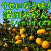 くせになる味！温州みかん《小さいサイズ》